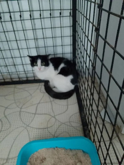 Кличка Марийка Кличка Марийка