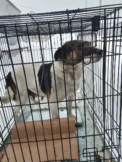 Кличка Дамка Кличка Дамка