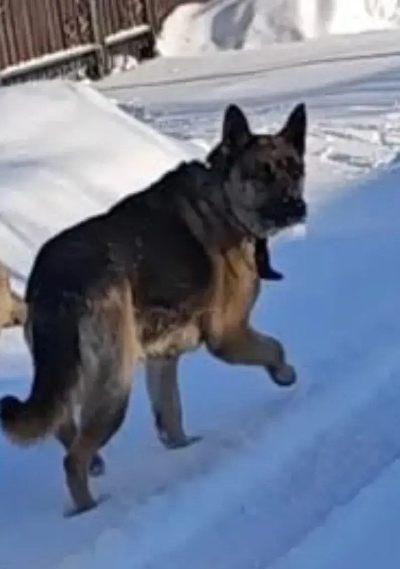 Кличка Ганс Кличка Ганс