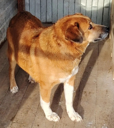 Кличка Гамма Кличка Гамма