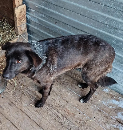 Кличка Макариха Кличка Макариха