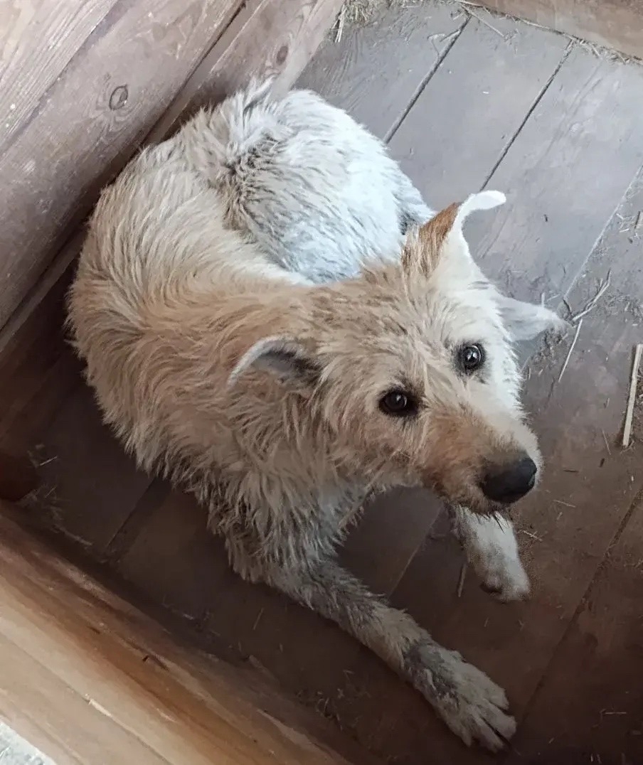 ������ �������