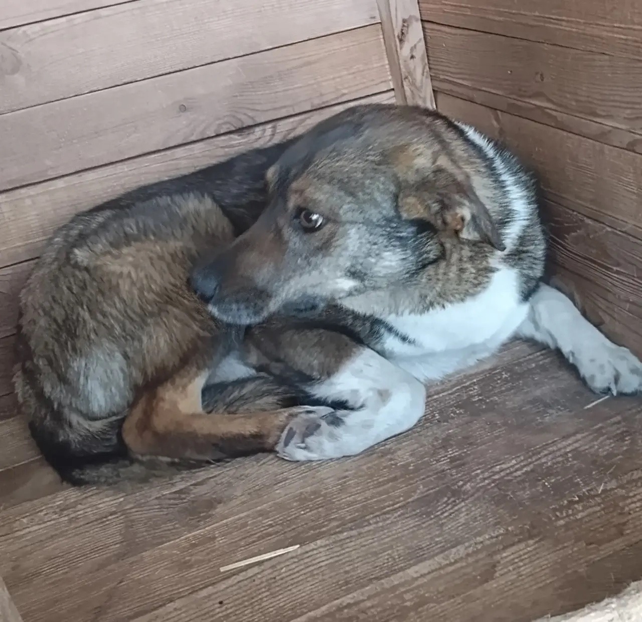 ������ ����