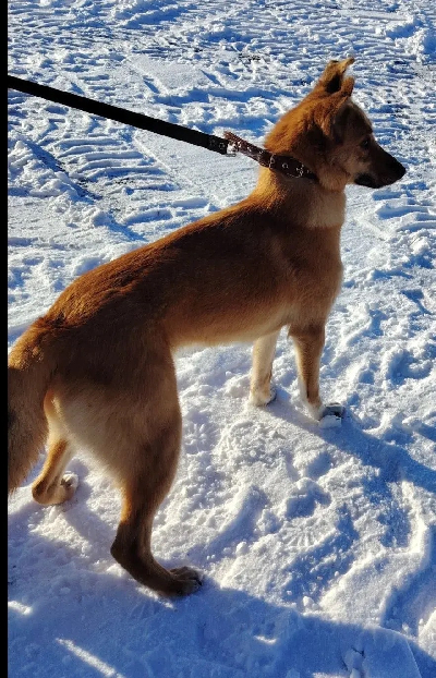 Кличка Лиса Кличка Лиса