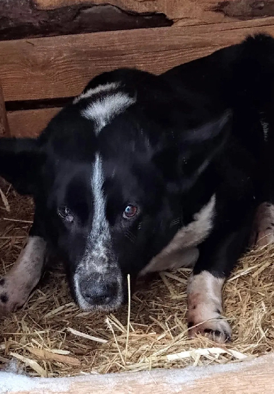 Кличка Ромашка Кличка Ромашка