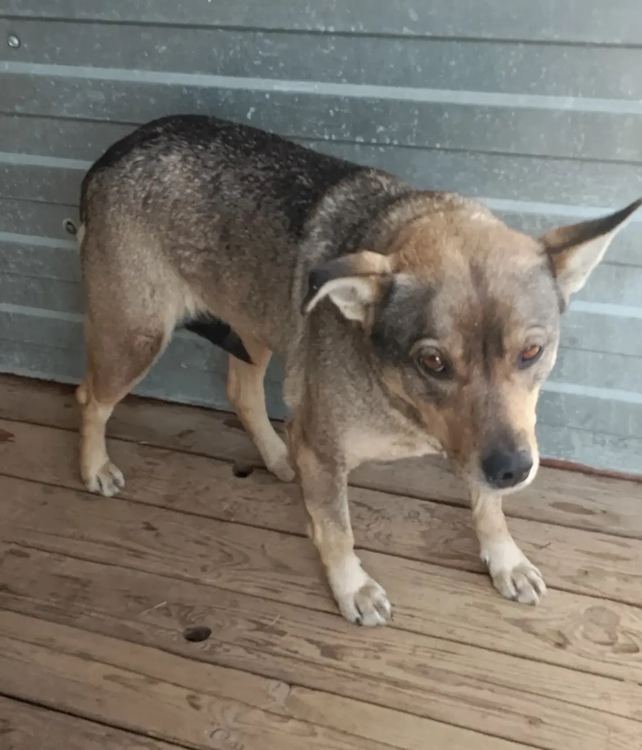 ������ ������