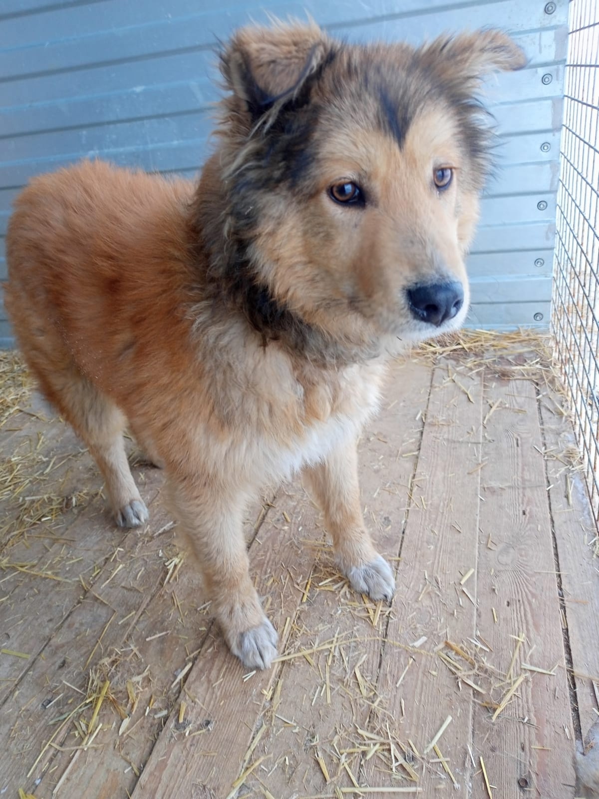 ������ �����