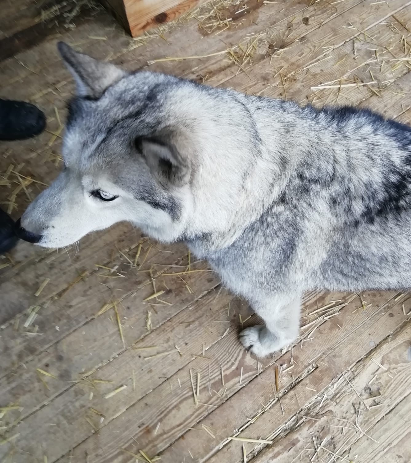 ������ �����