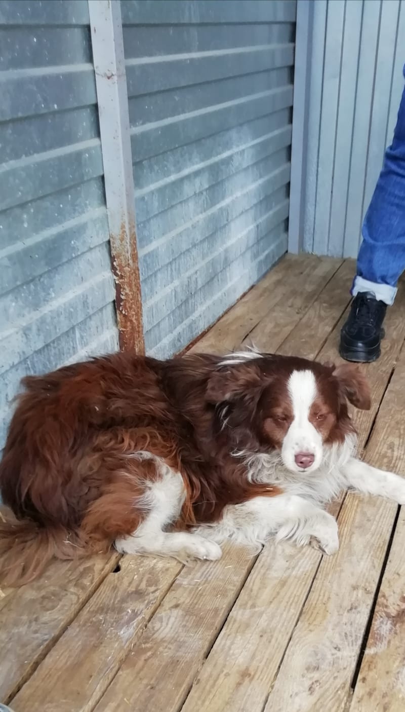 ������ ���