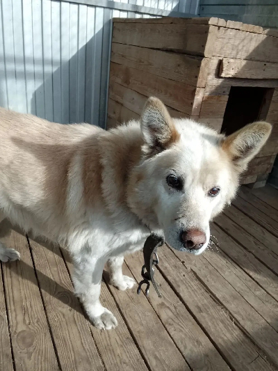 Кличка Машик Кличка Машик