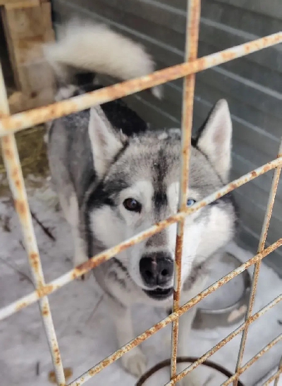 ������ �����