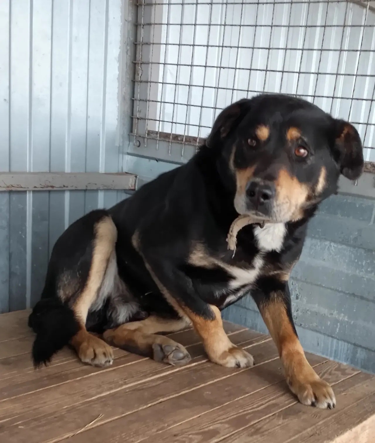 ������ ���