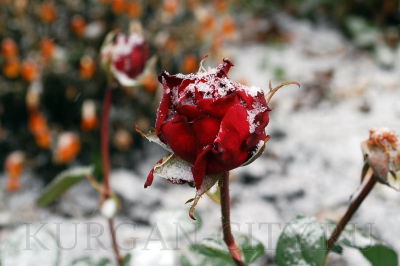 ��������: ���������!