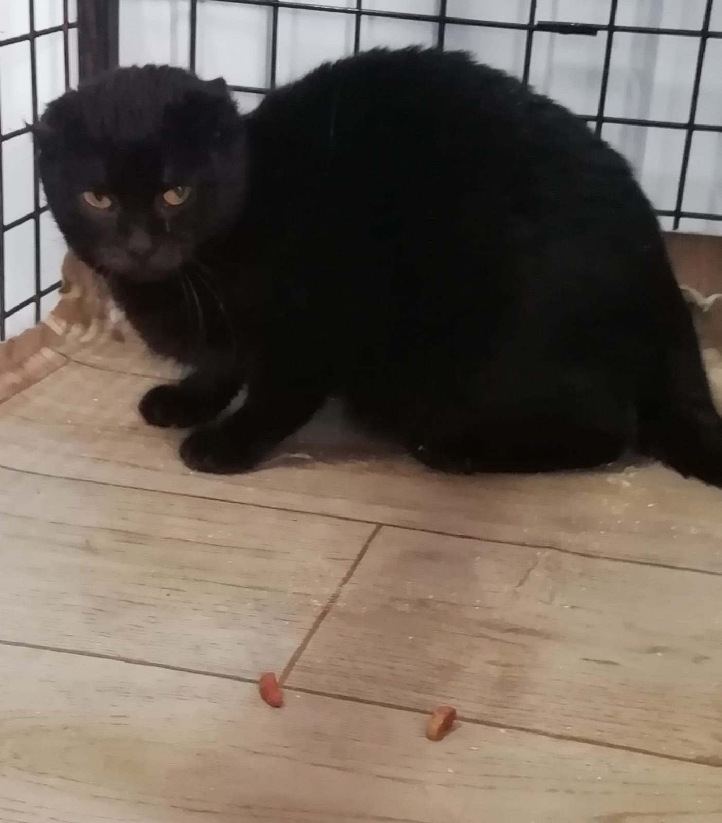 ������ ������