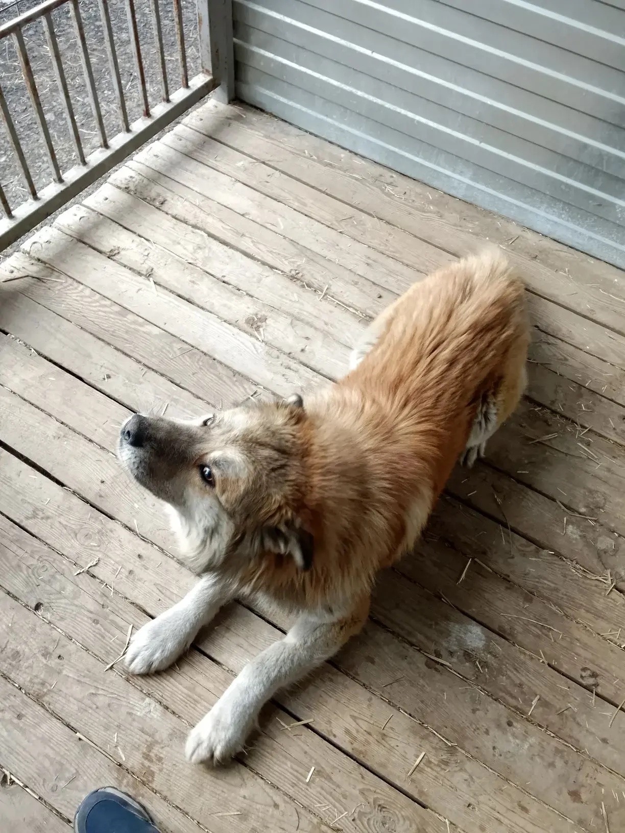 ������ ����