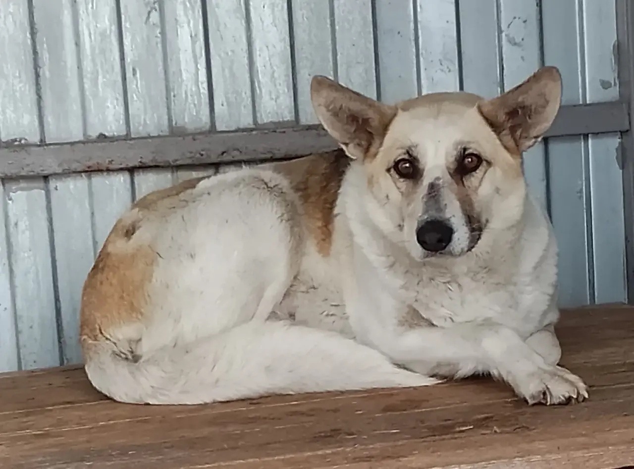 ������ ������