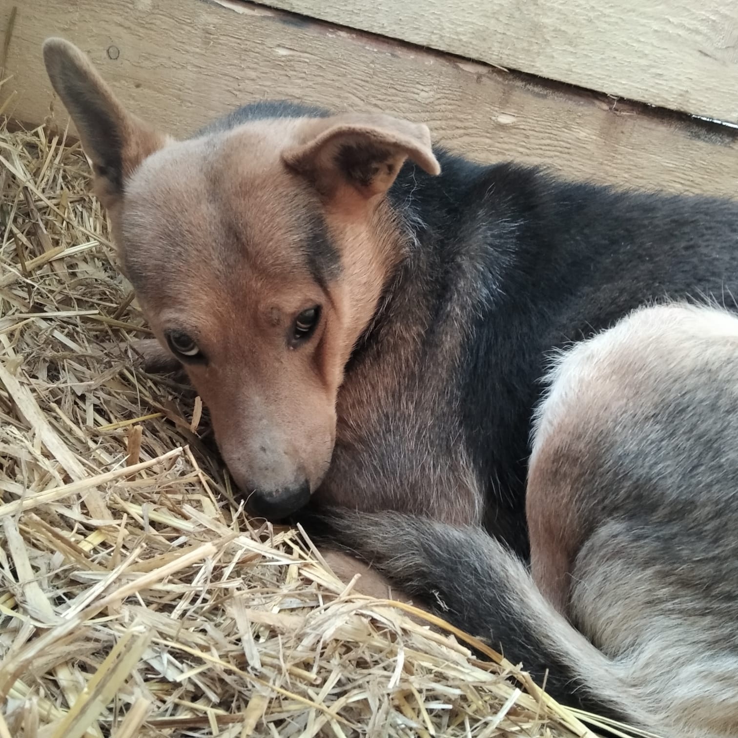 ������ �����