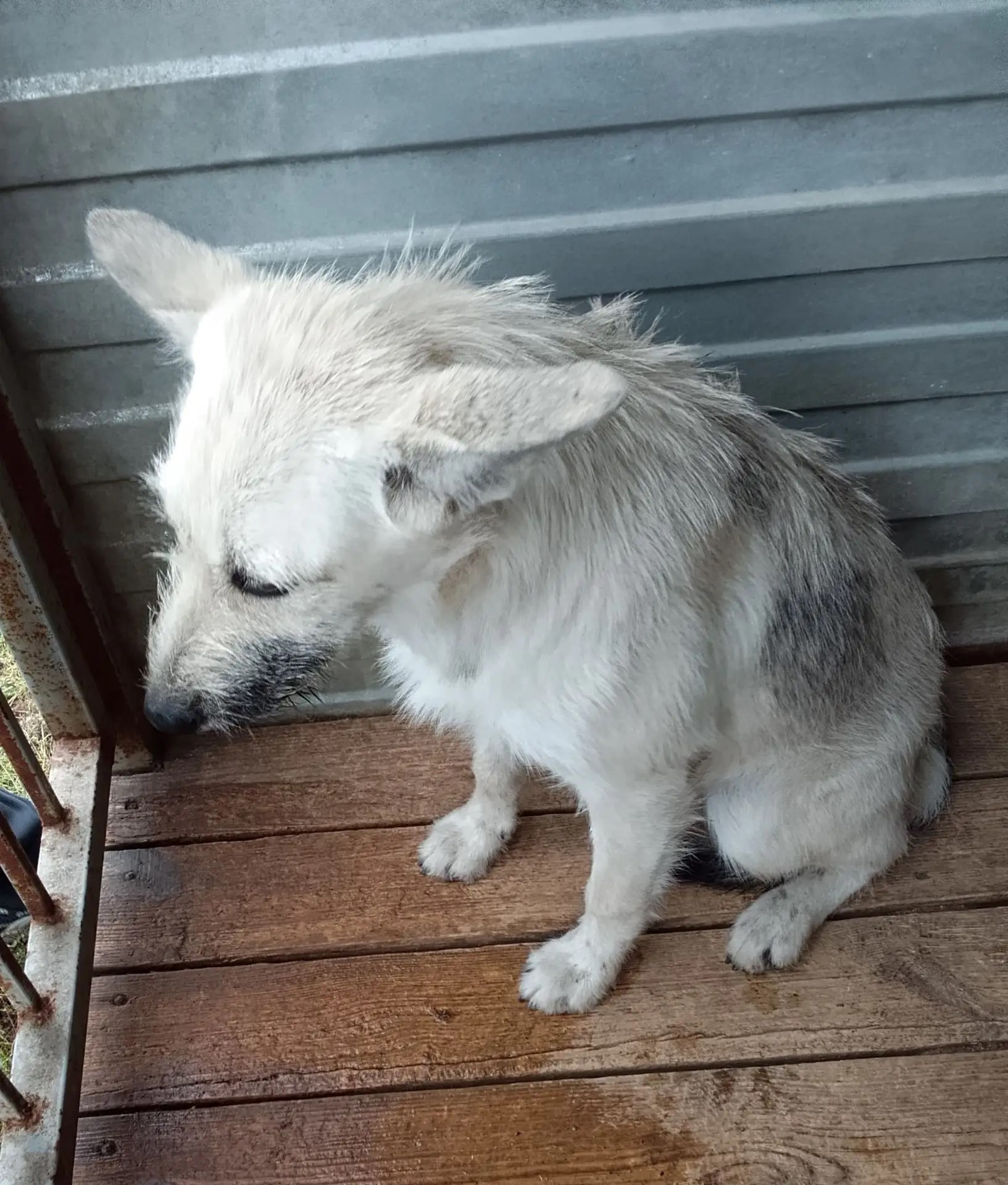 ������ ������
