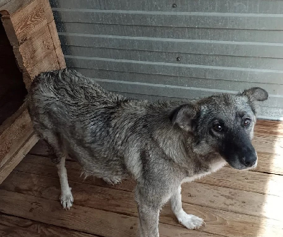 Кличка Гучи Кличка Гучи
