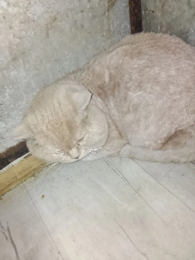 ������ ��������