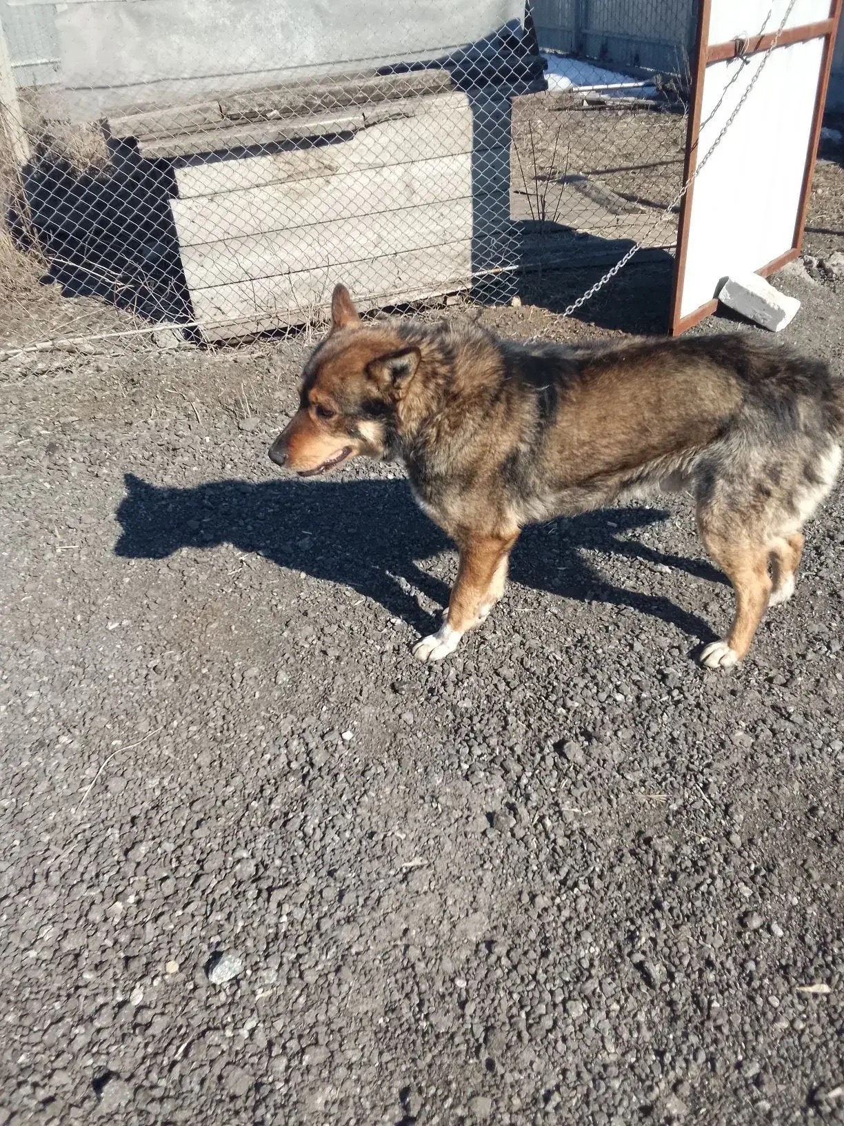 ������ ���