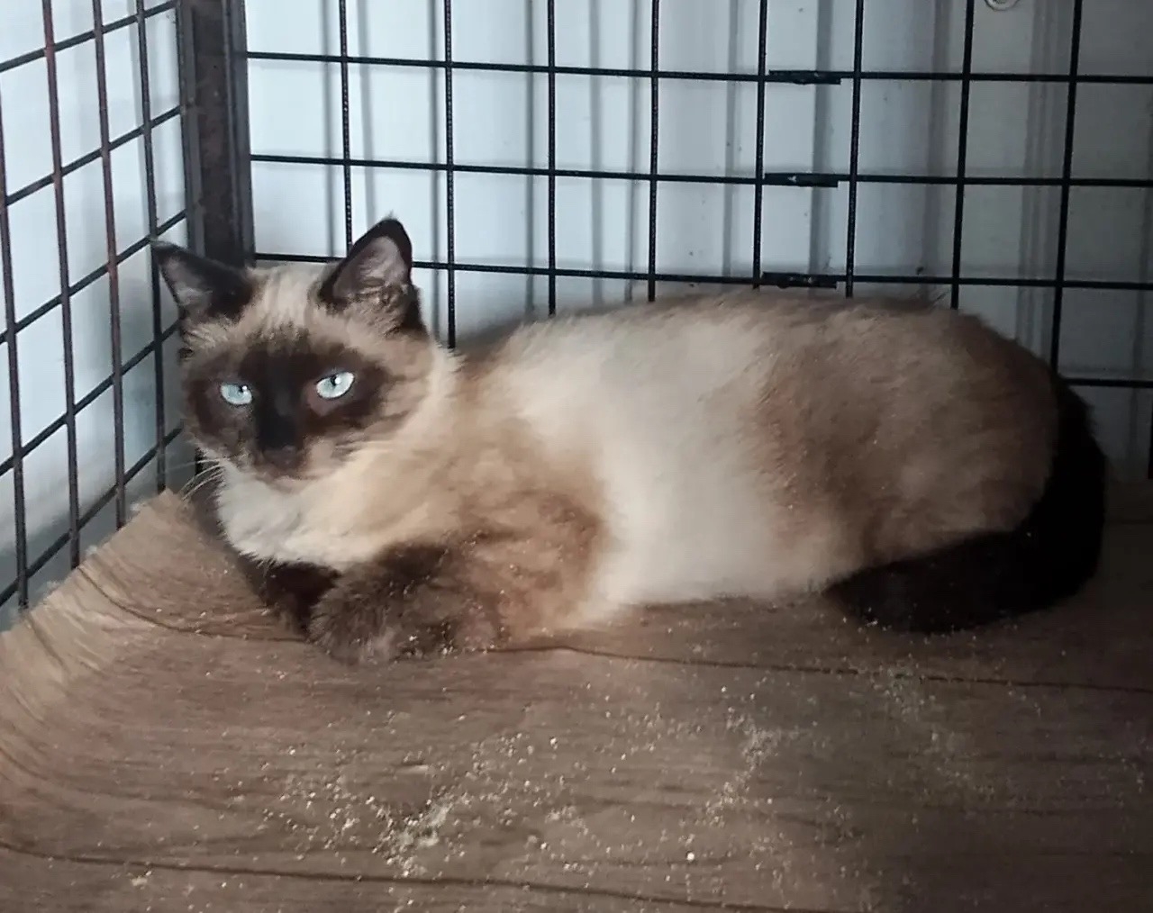 ������ ���